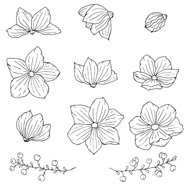 Hand drawn liner art isolated flowers Floral elements collection