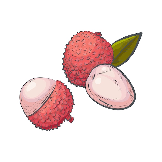 Hand drawn litchi sketch isolated on white background