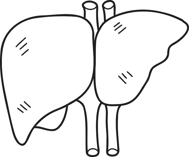 Hand Drawn liver illustration