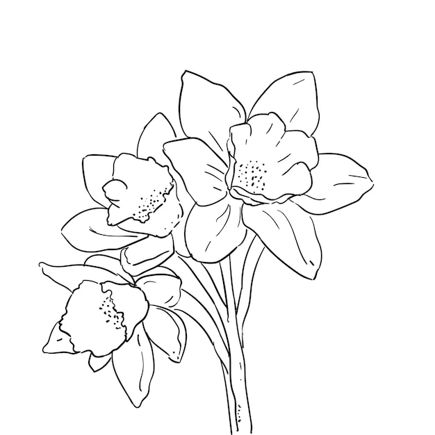 Vector hand drawn llustration narcissus flower