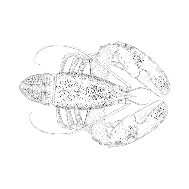 Vettore illustrazione di aragosta disegnata a mano