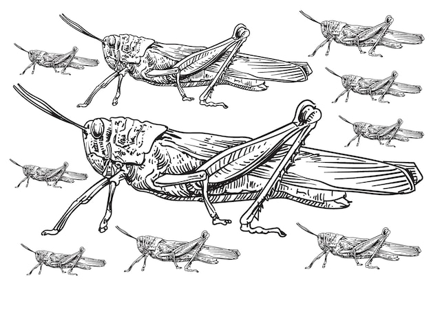 Vector hand drawn locust insecta