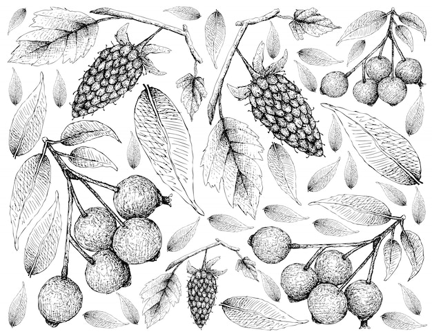 Vector hand drawn of loganberries and magenta cherries background