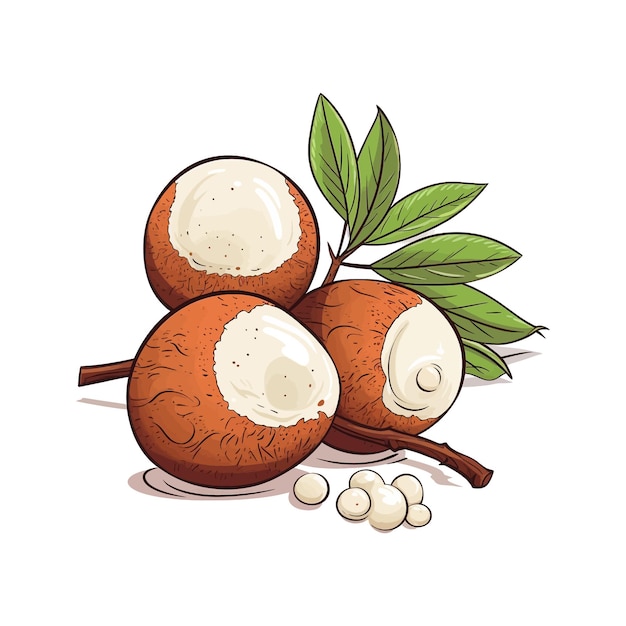 Fondo bianco isolato di cartone animato longan vector disegnato a mano