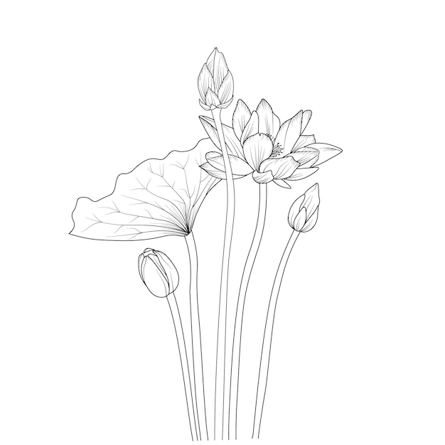 Hand-drawn lotus flower botanic collection leaf bud coloring page and book isolated   image clip art