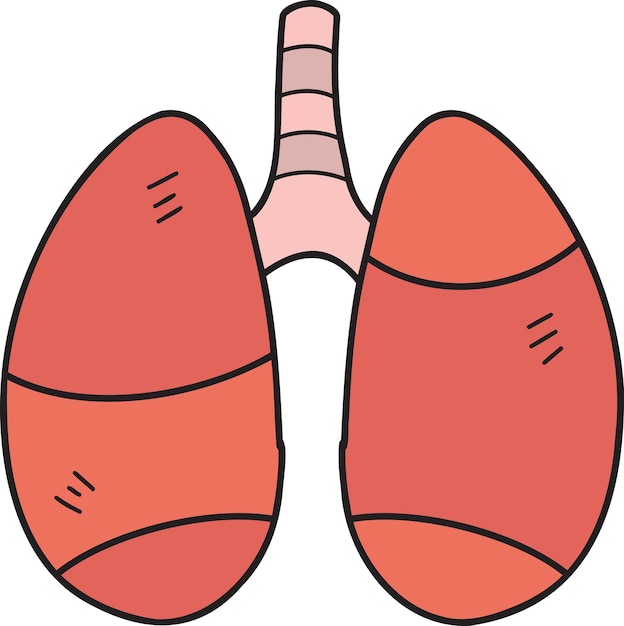 Illustrazione dei polmoni disegnati a mano