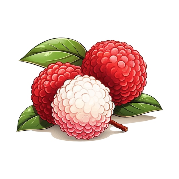 Vector hand drawn lychee vector cartoon isolated white background