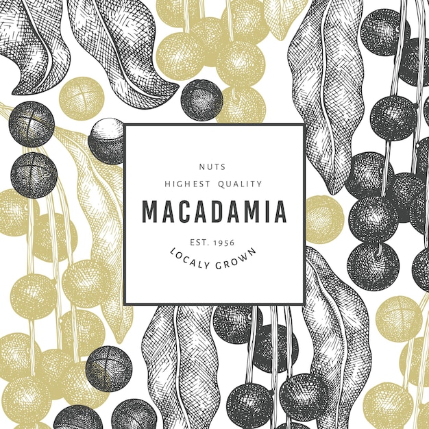 Modello di progettazione di rami e noccioli di macadamia disegnato a mano. illustrazione vettoriale di alimenti biologici su sfondo bianco. illustrazione di dado retrò. banner botanico in stile inciso.