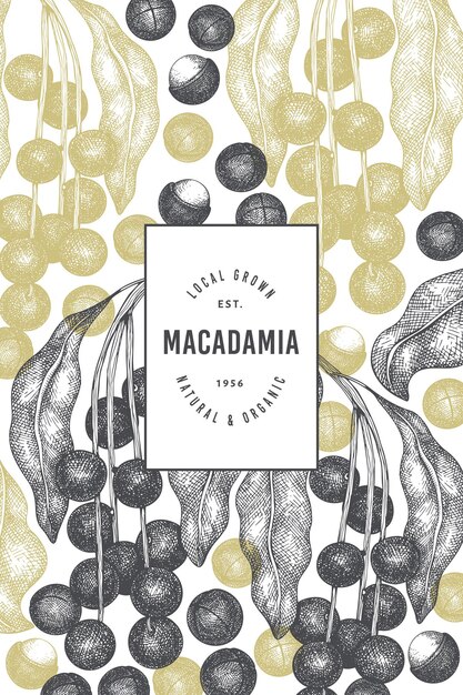 Modello di progettazione di rami e noccioli di macadamia disegnato a mano. illustrazione vettoriale di alimenti biologici su sfondo bianco. illustrazione di dado retrò. banner botanico in stile inciso.