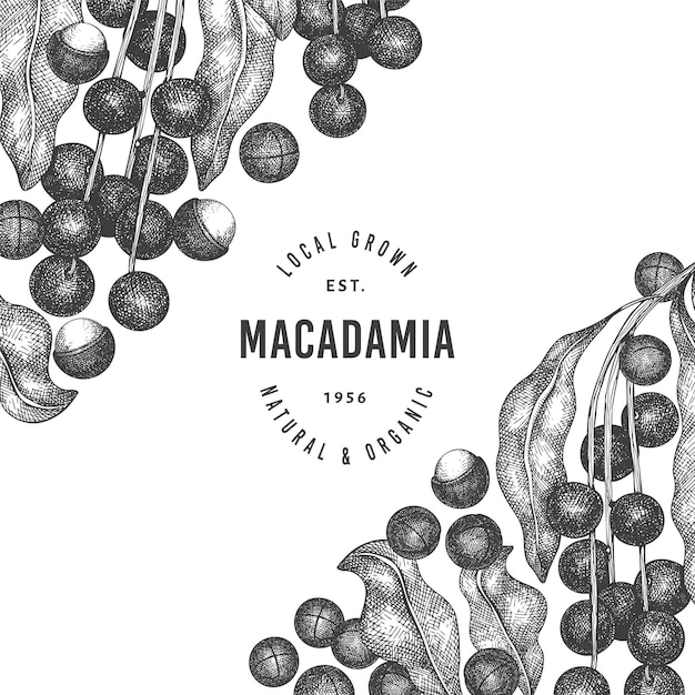 Hand drawn macadamia branch and kernels design template.