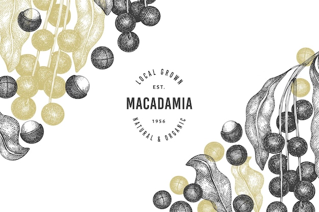 Modello di ramo e noccioli di macadamia disegnato a mano. illustrazione di alimenti biologici su sfondo bianco. retro illustrazione del dado. banner botanico in stile inciso.