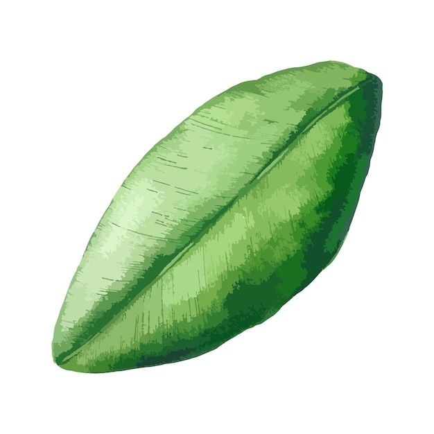 Hand drawn magnolia leaf isolated