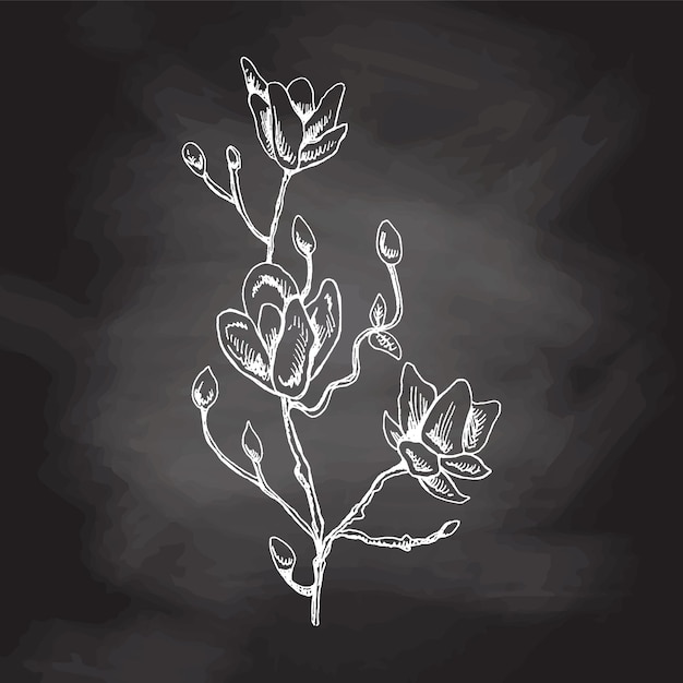Vector hand drawn magnolia sketch on chalkboard background