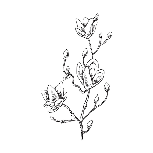 Vector hand drawn magnolia sketch.  monochrome flower doodle. black and white vintage element. vector sketch. detailed retro style.