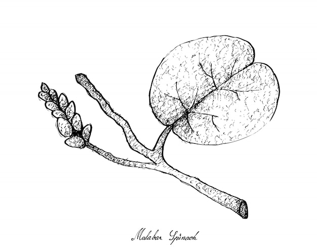 Vector hand drawn of malabar spinach on white background