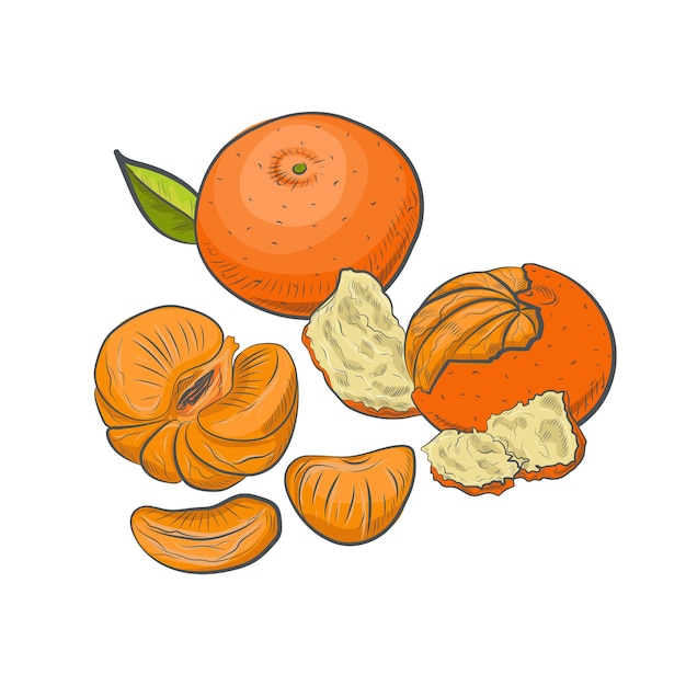 Hand drawn mandarine sketch isolated on white background