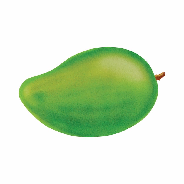 Vector hand drawn mango fruit illustration digitally created