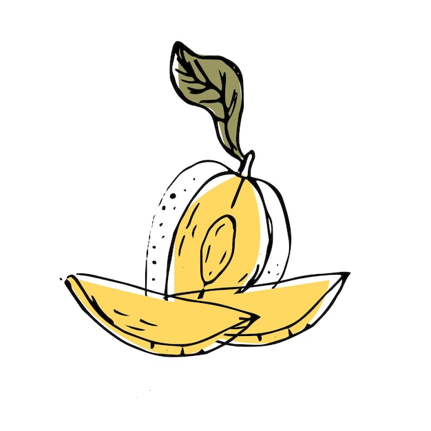 Hand drawn Mango fruit in sketch art illustration