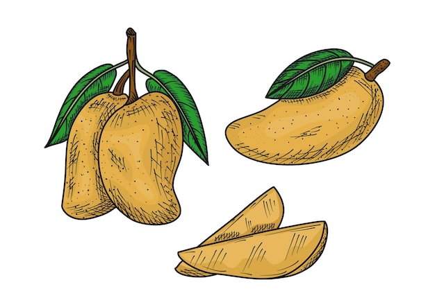 hand drawn mango illustration