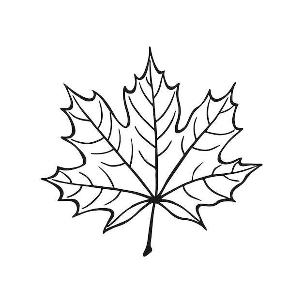 Vector hand drawn maple leaf outline maple leaf in line art style isolated on white background