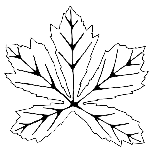 Vector hand drawn maple leaf