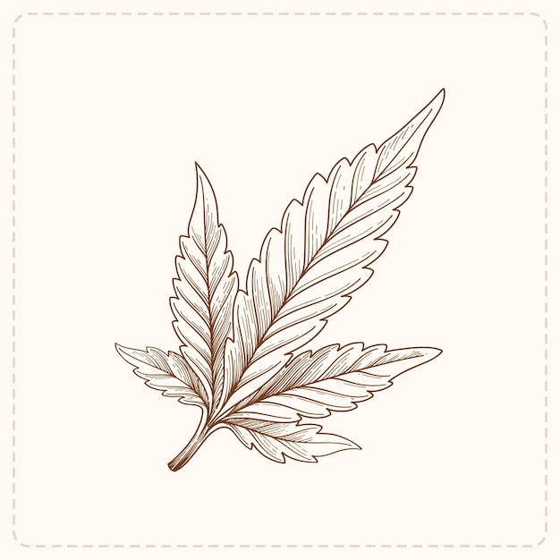 hand drawn marijuana leaf outline illustration