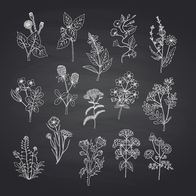  hand drawn medical herbs set on black chalkboard background 