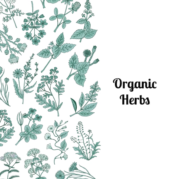  hand drawn medical herbs