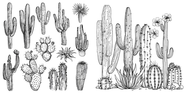 Hand drawn Mexican cacti home decor plants vector illustration set