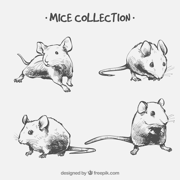 Vector hand drawn mice collection