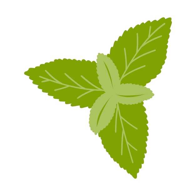 벡터 손으로 그린 민트 잎 건강 식품 및 음료를 위한 신선한 향신료 천연 제품 성분의 벡터 그림