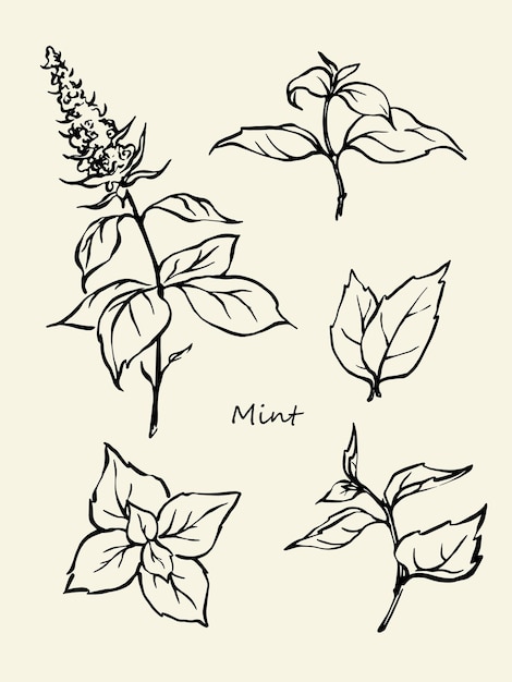 Vector hand drawn mint leaves collection black and white outline illustration set