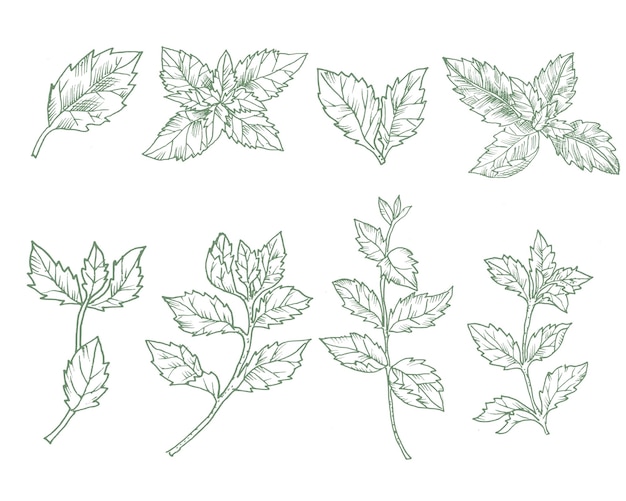 Hand drawn mint leaves