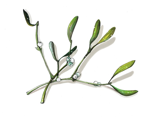 Vector hand drawn mistletoe watercolor vector ar