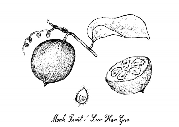 Hand Drawn of Monk Fruit on White Background