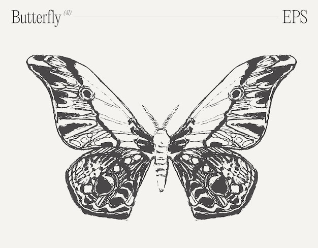 Hand drawn monochrome butterfly