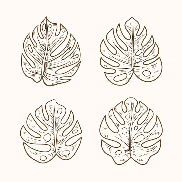 ベクトル 手描きのモンステラ リーフの概要図