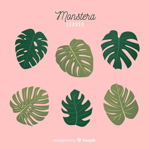 Hand drawn monstera leaves pack