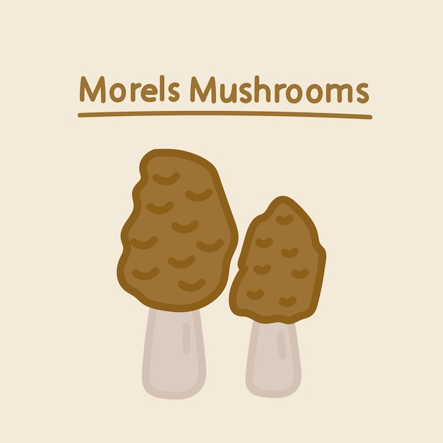 Hand drawn morels mushrooms. Cartoon design food element. Mushrooms set. Organic food.