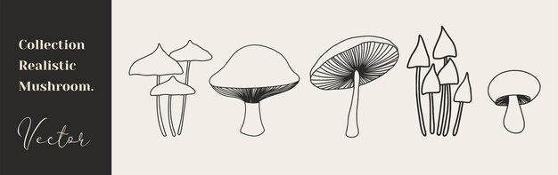 Hand drawn mushroom Collection vector