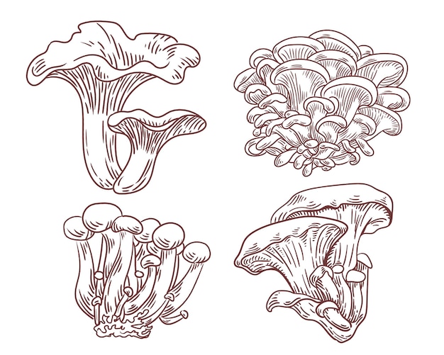 Hand drawn mushroom illustration set collection