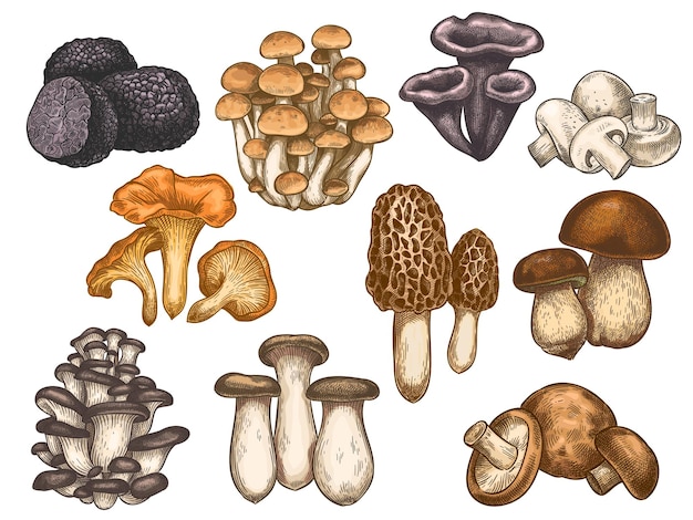 Vettore set di funghi disegnati a mano