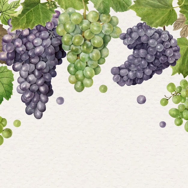 Vector hand drawn natural fresh grape frame vector