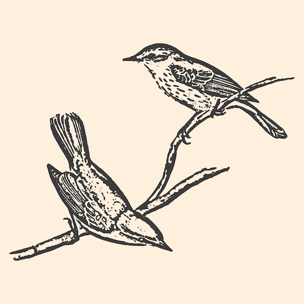 Uccelli picchio muratore disegnati a mano su carta lineare ad albero illustrazione di piccoli uccelli in nero isolato su sfondo