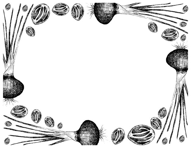 エシャロットフレームとナツメグフルーツの手描き