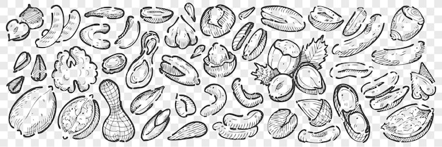 Insieme di doodle di noci disegnati a mano. collezione matita gesso disegno schizzi di mandorle anacardi macadamia arachidi cedro pistacchi nocciole noci semi su sfondo trasparente. illustrazione di cibo naturale.