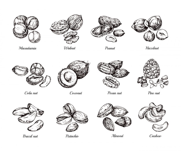 Vettore noci e semi disegnati a mano. scarabocchii l'insieme isolato dell'arachide, della nocciola e dell'anacardio di schizzo