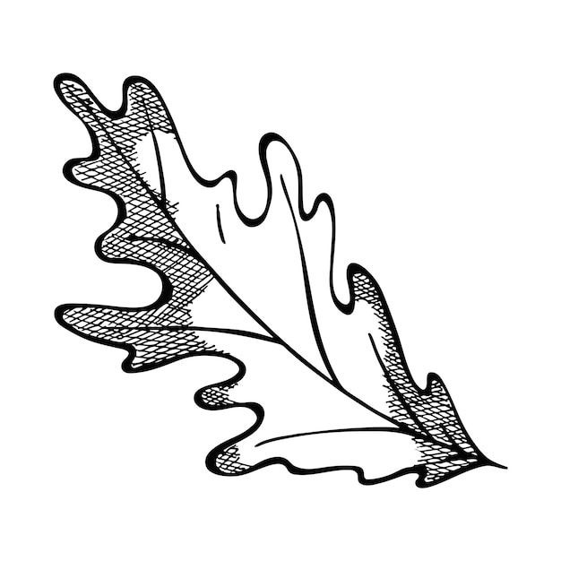 Ручной обращается дубовый лист Осенняя иллюстрация для печати веб-дизайна декора Подробный ботанический клипарт