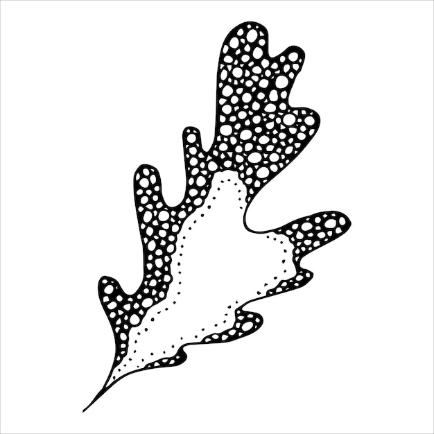 Hand drawn oak leaf Autumn illustration for print web design decor Detailed botanical clipart