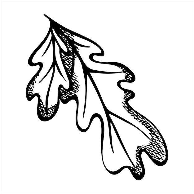 Hand drawn oak leaves Autumn illustration for print web design decor Detailed botanical clipart